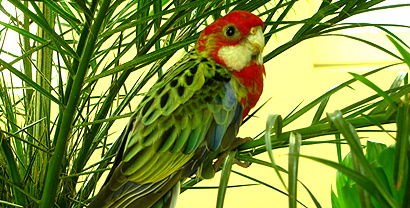 Flying member of our team